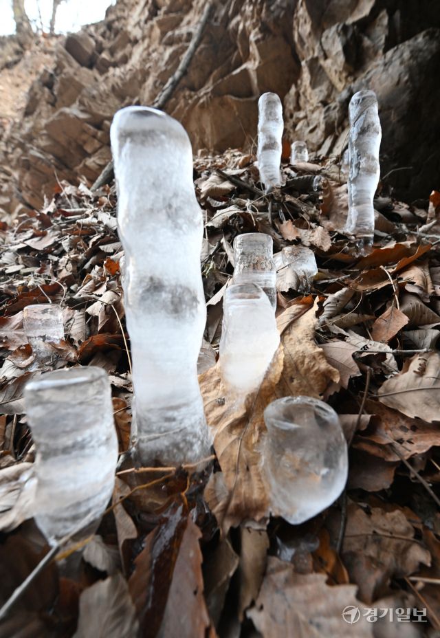 12일 인천 부평구 산곡동의 한 토굴에 땅에서 시작해 위로 올라가는 '역고드름'이 자라고 있다.조병석기자