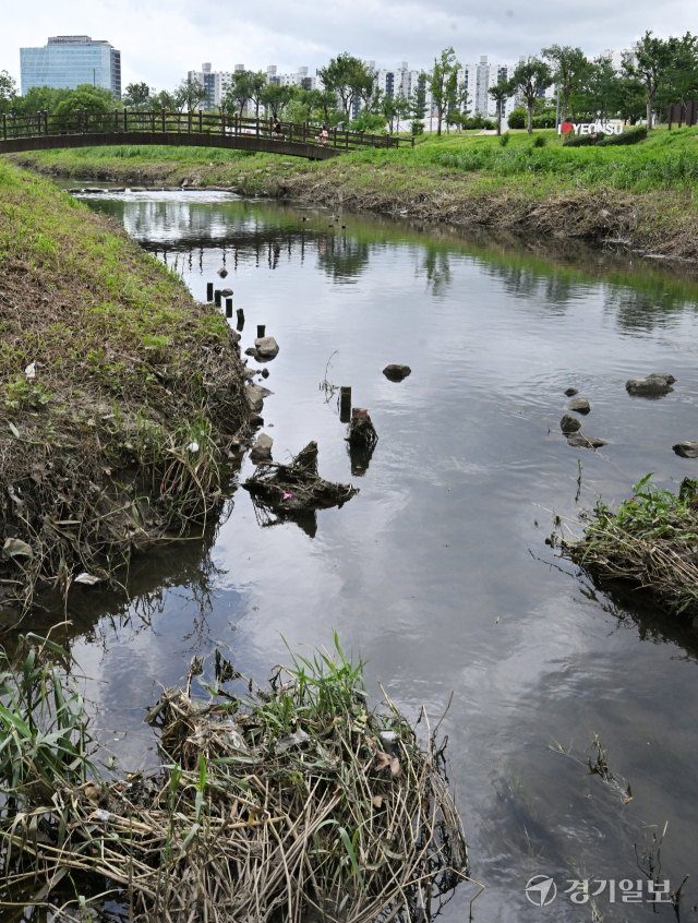 인천 연수구 승기천에 나뭇가지들이 떠다니고 있다. 경기일보DB