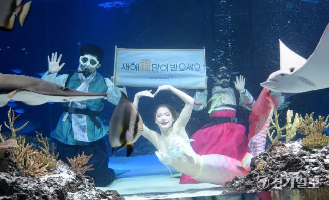 설을 앞둔 24일 오전 수원특례시 영통구 아쿠아플라넷 광교에서 한복을 입은 다이버들이 손을 흔들며 새해 인사를 하고 있다. 아쿠아플라넷 광교에서는 오는 28일부터 30일까지 설 명절간 현장에서 직원과 함께하는 민속놀이 등 설 이벤트가 준비돼 있다. 윤원규기자
