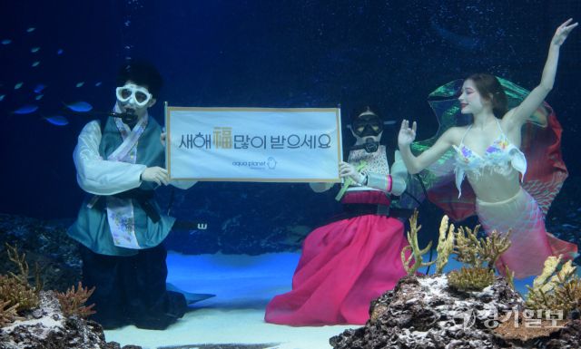 설을 앞둔 24일 오전 수원특례시 영통구 아쿠아플라넷 광교에서 한복을 입은 다이버들이 손을 흔들며 새해 인사를 하고 있다. 아쿠아플라넷 광교에서는 오는 28일부터 30일까지 설 명절간 현장에서 직원과 함께하는 민속놀이 등 설 이벤트가 준비돼 있다. 윤원규기자