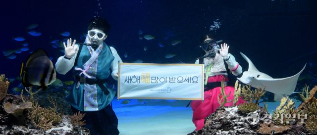 설을 앞둔 24일 오전 수원특례시 영통구 아쿠아플라넷 광교에서 한복을 입은 다이버들이 손을 흔들며 새해 인사를 하고 있다. 아쿠아플라넷 광교에서는 오는 28일부터 30일까지 설 명절간 현장에서 직원과 함께하는 민속놀이 등 설 이벤트가 준비돼 있다. 윤원규기자