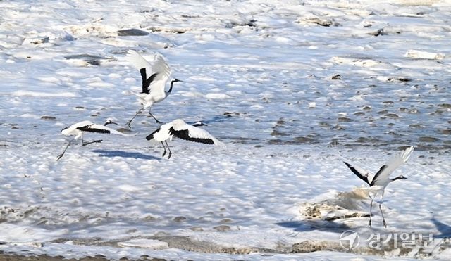 자료사진. 경기일보DB