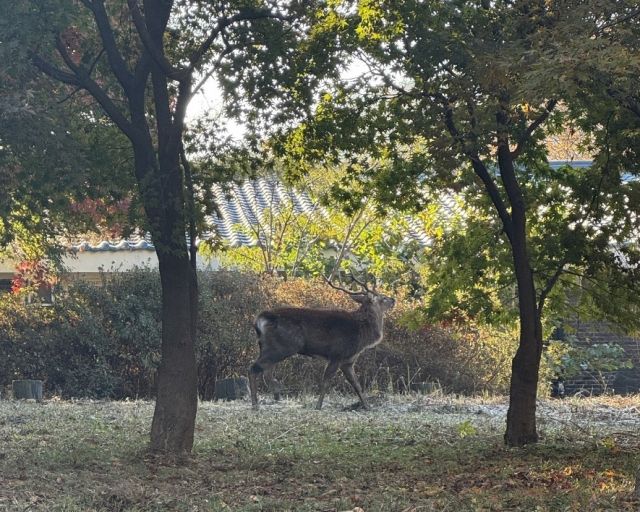 지난해 11월 포획 당시의 '광교 꽃사슴' 모습. 수원시 제공