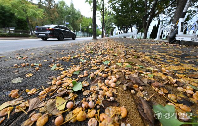 비가 내린 13일 오전 수원특례시 장안구 한 인도 위에 은행나무 열매가 잔뜩 떨어져 악취를 풍기고 있다. 은행나무를 가로수로 식재한 도내 지자체마다 가을에 도로 및 인도에 떨어져 행인에게 불쾌감을 주는 열매 처리문제로 골머리를 앓고 있다. 김시범기자