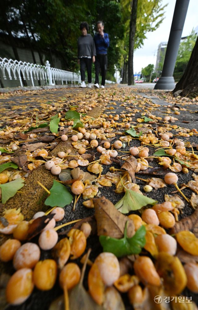 비가 내린 13일 오전 수원특례시 장안구 한 인도 위에 은행나무 열매가 잔뜩 떨어져 악취를 풍기고 있다. 은행나무를 가로수로 식재한 도내 지자체마다 가을에 도로 및 인도에 떨어져 행인에게 불쾌감을 주는 열매 처리문제로 골머리를 앓고 있다. 김시범기자