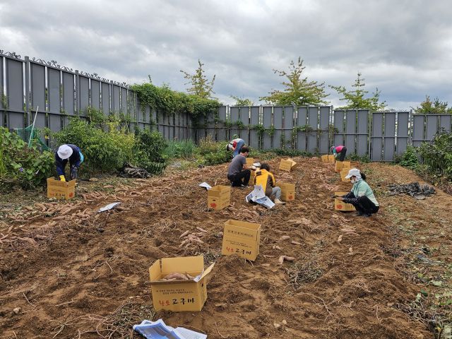 평택 바르게살기운동 용이동위원회 회원들이 최근 사랑의 고구마 수확 및 나눔행사를 열고, 어려운 이웃에게 전달할 고구마를 수확하고 있다. 평택시 제공