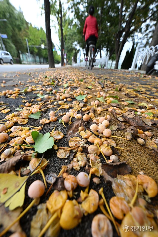 비가 내린 13일 오전 수원특례시 장안구 한 인도 위에 은행나무 열매가 잔뜩 떨어져 악취를 풍기고 있다. 은행나무를 가로수로 식재한 도내 지자체마다 가을에 도로 및 인도에 떨어져 행인에게 불쾌감을 주는 열매 처리문제로 골머리를 앓고 있다. 김시범기자