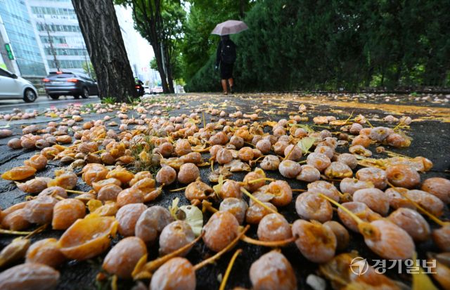 비가 내린 13일 오전 수원특례시 팔달구 한 인도 위에 은행나무 열매가 잔뜩 떨어져 악취를 풍기고 있다. 은행나무를 가로수로 식재한 도내 지자체마다 가을에 도로 및 인도에 떨어져 행인에게 불쾌감을 주는 열매 처리문제로 골머리를 앓고 있다. 김시범기자