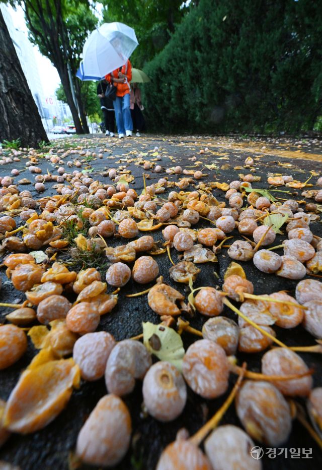 비가 내린 13일 오전 수원특례시 팔달구 한 인도 위에 은행나무 열매가 잔뜩 떨어져 악취를 풍기고 있다. 은행나무를 가로수로 식재한 도내 지자체마다 가을에 도로 및 인도에 떨어져 행인에게 불쾌감을 주는 열매 처리문제로 골머리를 앓고 있다. 김시범기자