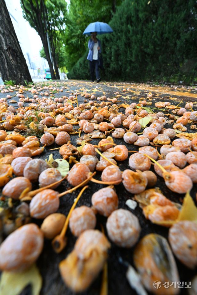 비가 내린 13일 오전 수원특례시 팔달구 한 인도 위에 은행나무 열매가 잔뜩 떨어져 악취를 풍기고 있다. 은행나무를 가로수로 식재한 도내 지자체마다 가을에 도로 및 인도에 떨어져 행인에게 불쾌감을 주는 열매 처리문제로 골머리를 앓고 있다. 김시범기자