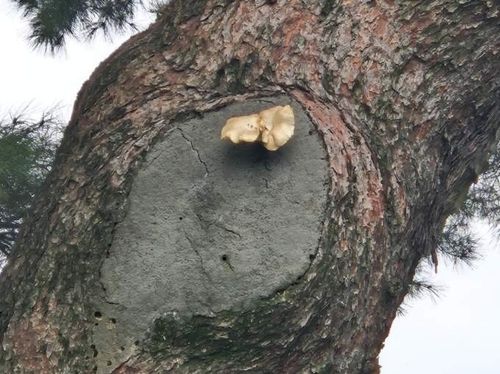 당산마을에 있는 천연기념물로 지정된 당송나무에서 송이가 폈다. 거창군 제공