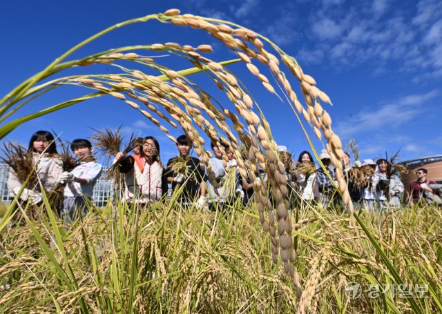22일 오전 수원특례시 국립농업박물관(관장 오경태)에서 열린 '벼베기 체험 행사'에서 어린이들이 전통방식의 벼베기에서 탈곡까지의 과정을 체험하고 있다. 김시범기자