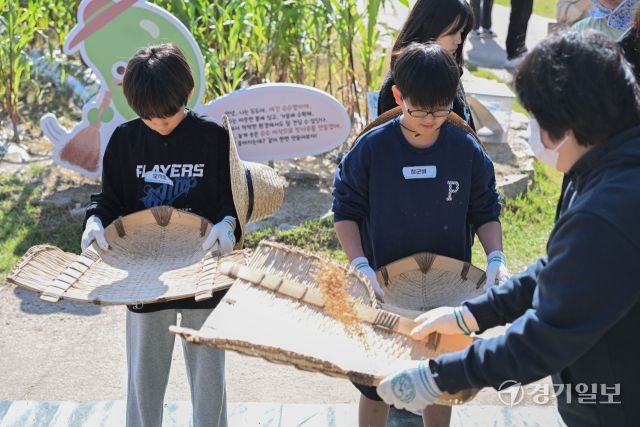 22일 오전 수원특례시 국립농업박물관(관장 오경태)에서 열린 '벼베기 체험 행사'에서 어린이들이 전통방식의 벼베기에서 탈곡까지의 과정을 체험하고 있다. 김시범기자