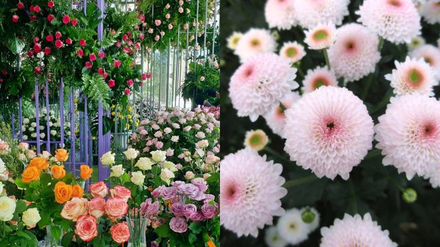‘제12회 장미·국화 생생전시회' 행사장 모습(왼쪽)과 행사에서 전시될 국화 신품종 ‘큐티 버블'의 모습. 경기도농업기술원 제공