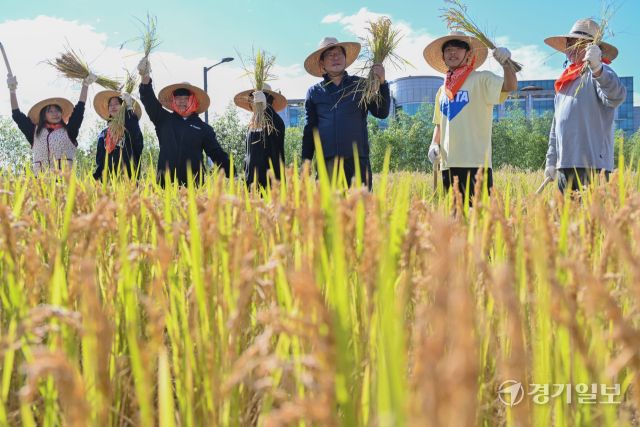 22일 오전 수원특례시 국립농업박물관에서 열린 '벼베기 체험 행사'에서 오경태 국립농업박물관 관장과 어린이들이 전통방식의 벼베기에서 탈곡까지의 과정을 체험하고 있다. 김시범기자