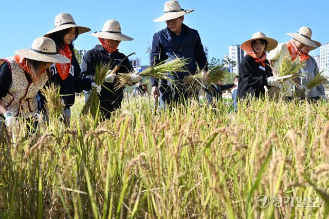 22일 오전 수원특례시 국립농업박물관에서 열린 '벼베기 체험 행사'에서 오경태 국립농업박물관 관장과 어린이들이 전통방식의 벼베기에서 탈곡까지의 과정을 체험하고 있다. 김시범기자