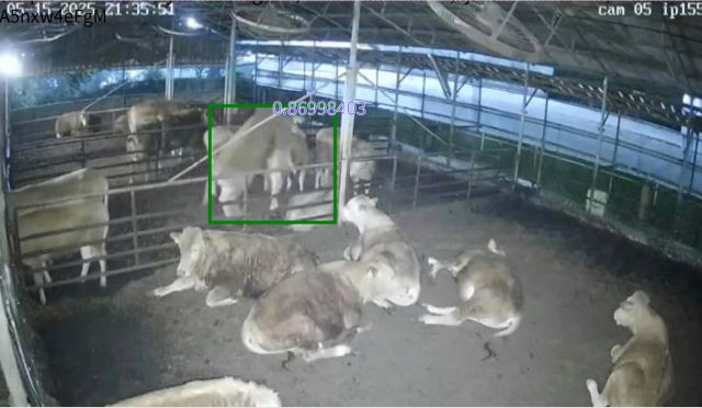 포천시 한우농가 축사 내 한우 스마트팜 번식관리 시스템 영상. 포천시 제공