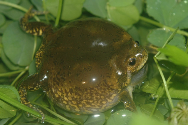 맹꽁이 사진으로 기사 본문과 구체적인 관련 없음. 인천녹색연합 제공