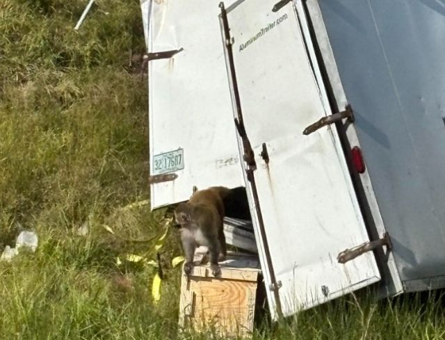 미국 미시시피주 고속도로의 사고가 난 트럭에서 실험실 원숭이가 탈출하고 있다. 미국 미시시피주 재스퍼 카운티 보안관 사무소 페이스북 갈무리