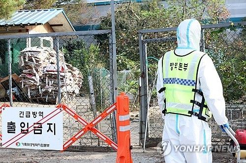 고병원성 조류인플루엔자(AI) 발생 현장에서 당국이 방역활동을 하고 있다. 연합뉴스