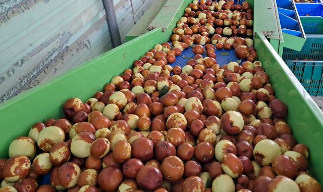 포천 농가에서 수확한 대추를 선별하고 있다. 포천시 제공