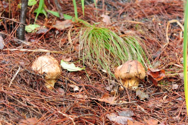 강원 고성군의 산불피해지역에서 발생한 송이의 모습. 국립산림과학원 제공