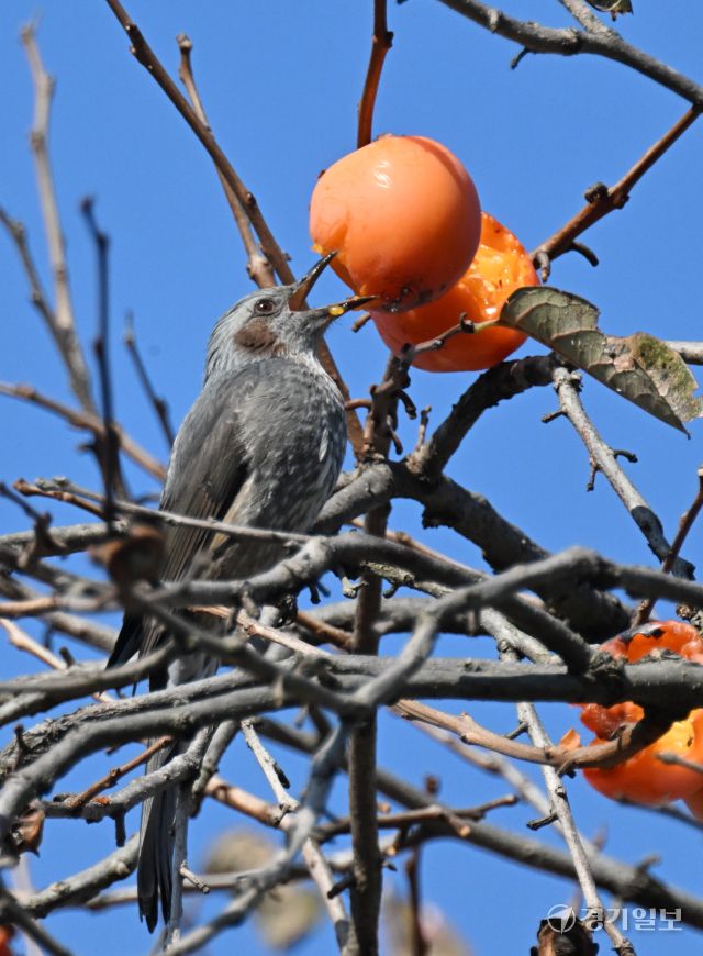 16일 인천 남동구 능골로의 한 감나무에서 직박구리가 홍시를 쪼아 먹고 있다. 조병석기자