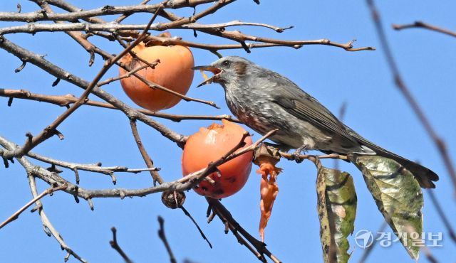 16일 인천 남동구 능골로의 한 감나무에서 직박구리가 홍시를 쪼아 먹고 있다. 조병석기자