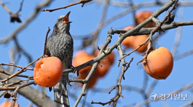 16일 인천 남동구 능골로의 한 감나무에서 직박구리가 홍시를 쪼아 먹고 있다. 조병석기자