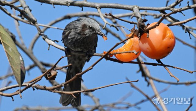 16일 인천 남동구 능골로의 한 감나무에서 직박구리가 홍시를 쪼아 먹고 있다. 조병석기자