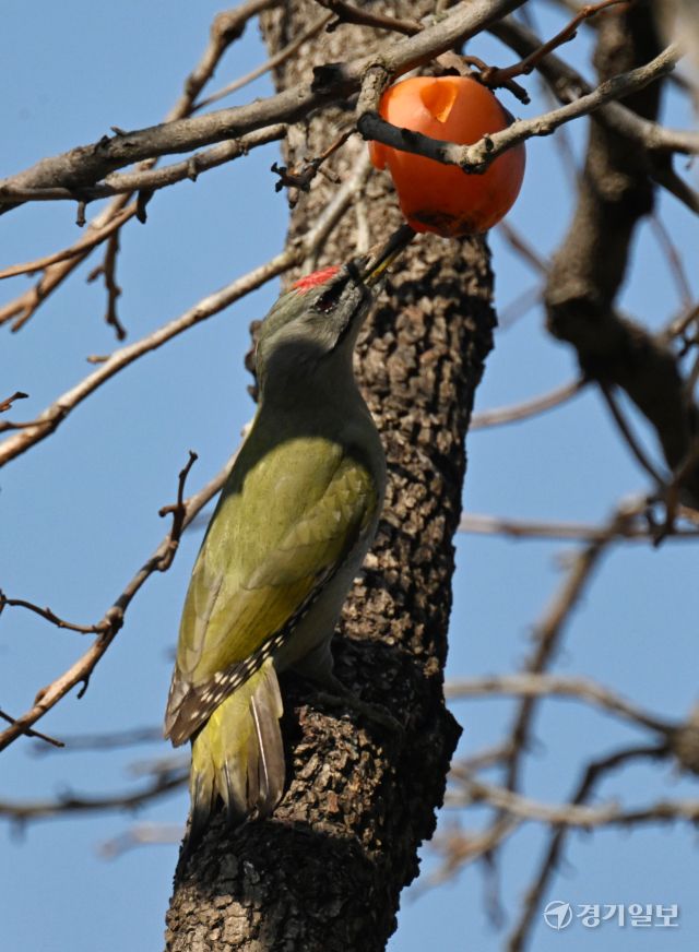 16일 인천 남동구 능골로의 한 감나무에서 청딱다구리가 홍시를 쪼아 먹고 있다. 조병석기자