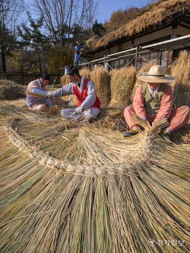 절기상 소설을 사흘 앞둔 19일 오후 용인특례시 한국민속촌에서 직원들이 초가지붕에 올릴 용마름과 이엉을 얹고 있다. 볏짚·보릿짚·억새 등으로 만드는 이엉은 보통 1∼2년마다 새로 얹어주며 시기는 보통 추수가 끝난 늦가을에 이루어진다. 윤원규기자