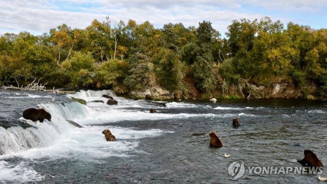 회색곰 무리. 로이터=연합뉴스