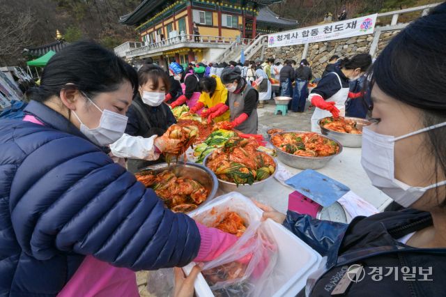 26일 오전 의왕시 대한불교조계종 청계사에서 신도들이 김장을 담구고 있다. 이날 담궈진 4천여 포기의 배추는 어려운 이웃들에게 나눠질 예정이다. 윤원규기자
