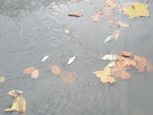 29일 오후 인천 부평구 부평굴포누리기후변화체험관 인근 굴포천에 물고기들이 죽어 있다. 독자 제공