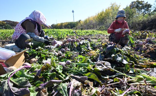 김장용 순무 수확 [포토뉴스]