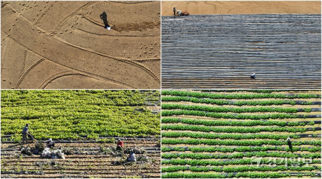 김장용 순무 수확 [포토뉴스]