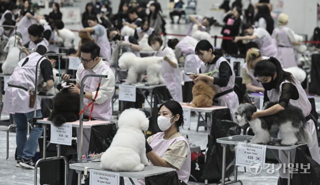 4일 오후 수원특례시 권선구 수원메쎄에서 열린 '제9회 리케이배 펫 아트 페스티벌'에서 반려동물 미용대회 실견부분에 참가한 선수들이 기량을 뽐내고 있다. 홍기웅기자