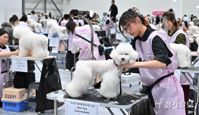 4일 오후 수원특례시 권선구 수원메쎄에서 열린 '제9회 리케이배 펫 아트 페스티벌'에서 반려동물 미용대회 실견부분에 참가한 선수들이 기량을 뽐내고 있다. 홍기웅기자