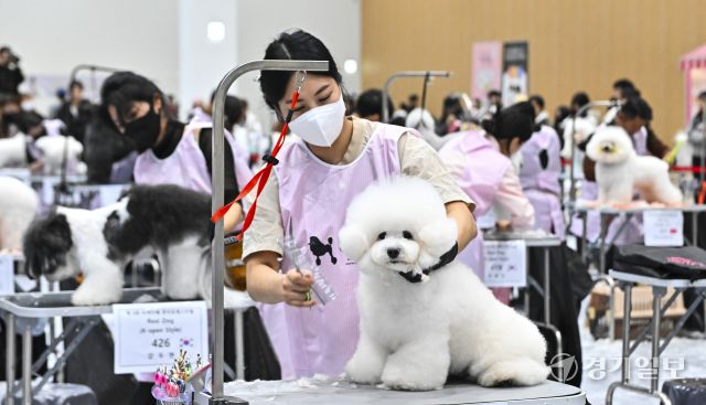 4일 오후 수원특례시 권선구 수원메쎄에서 열린 '제9회 리케이배 펫 아트 페스티벌'에서 반려동물 미용대회 실견부분에 참가한 선수들이 기량을 뽐내고 있다. 홍기웅기자