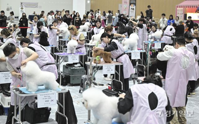 4일 오후 수원특례시 권선구 수원메쎄에서 열린 '제9회 리케이배 펫 아트 페스티벌'에서 반려동물 미용대회 실견부분에 참가한 선수들이 기량을 뽐내고 있다. 홍기웅기자