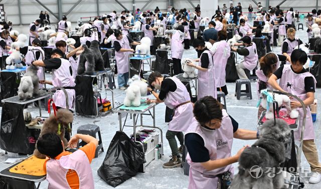 4일 오후 수원특례시 권선구 수원메쎄에서 열린 '제9회 리케이배 펫 아트 페스티벌'에서 반려동물 미용대회 실견부분에 참가한 선수들이 기량을 뽐내고 있다. 홍기웅기자