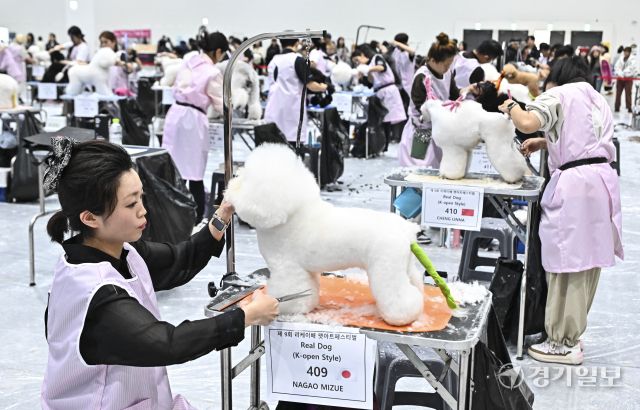 4일 오후 수원특례시 권선구 수원메쎄에서 열린 '제9회 리케이배 펫 아트 페스티벌'에서 반려동물 미용대회 실견부분에 참가한 선수들이 기량을 뽐내고 있다. 홍기웅기자
