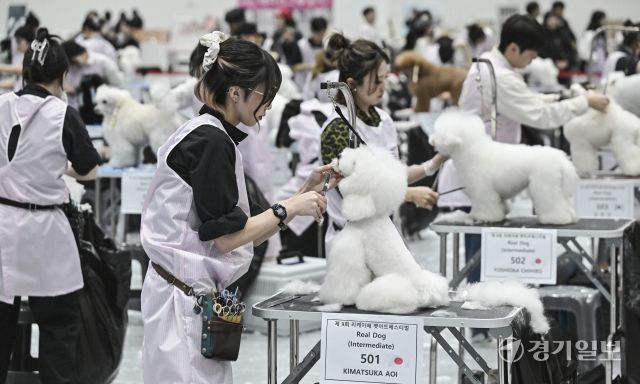 4일 오후 수원특례시 권선구 수원메쎄에서 열린 '제9회 리케이배 펫 아트 페스티벌'에서 반려동물 미용대회 실견부분에 참가한 선수들이 기량을 뽐내고 있다. 홍기웅기자