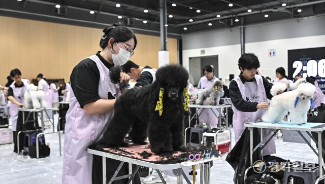 4일 오후 수원특례시 권선구 수원메쎄에서 열린 '제9회 리케이배 펫 아트 페스티벌'에서 반려동물 미용대회 실견부분에 참가한 선수들이 기량을 뽐내고 있다. 홍기웅기자