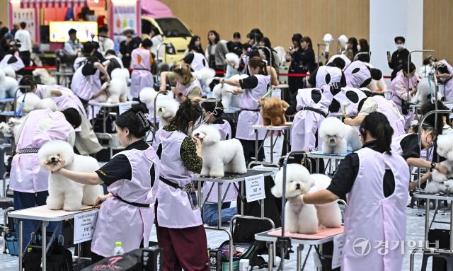 4일 오후 수원특례시 권선구 수원메쎄에서 열린 '제9회 리케이배 펫 아트 페스티벌'에서 반려동물 미용대회 실견부분에 참가한 선수들이 기량을 뽐내고 있다. 홍기웅기자
