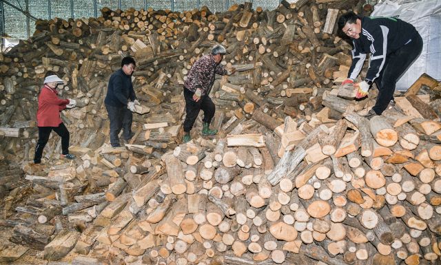 "바쁘다 바빠" 입동 D-1 분주한 장작 공장 [포토뉴스]