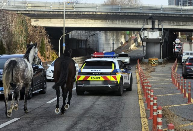 12일 오후 평택시 신대동에서 탈출한 말 2마리가 도로를 활보하는 모습. 연합뉴스