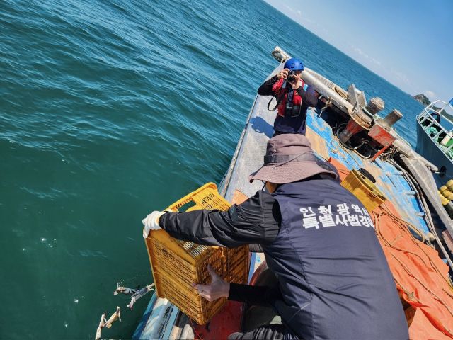 인천시 특사경이 불법 어획물을 방류하고 있다. 인천시 제공