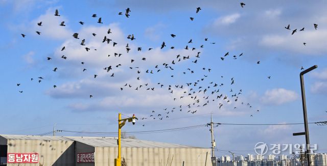 겨울철새 떼까마귀 도심 등장 [포토뉴스]